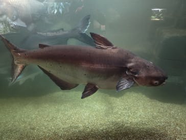 世界淡水魚園水族館　アクア・トトぎふに投稿された画像（2025/10/11）