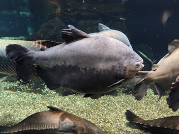 世界淡水魚園水族館　アクア・トトぎふに投稿された画像（2025/10/11）