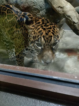 静岡市立日本平動物園に投稿された画像（2025/10/11）