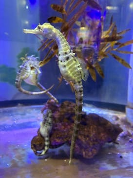 ゼロ距離水族館 伊勢シーパラダイスに投稿された画像（2025/10/11）