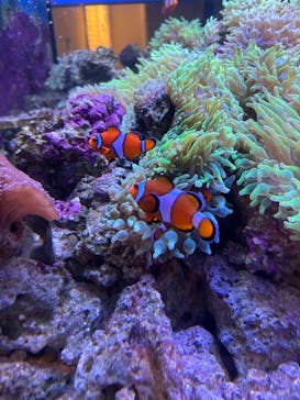 しながわ水族館に投稿された画像（2025/10/12）