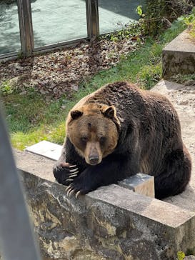 サホロリゾート　ベア･マウンテンに投稿された画像（2025/10/12）