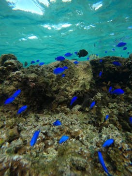 武藤潜水に投稿された画像（2025/10/12）