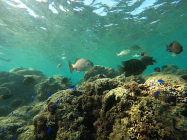 武藤潜水に投稿された画像（2025/10/12）