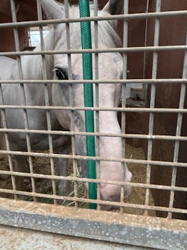 ノーザンホースパークに投稿された画像（2025/10/12）