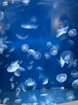 葛西臨海水族園に投稿された画像（2025/10/12）