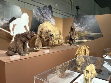 特別展「氷河期展 〜人類が見た4万年前の世界〜」（国立科学博物館）に投稿された画像（2025/10/12）