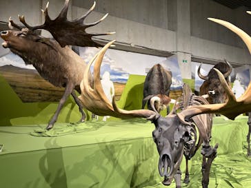 特別展「氷河期展 〜人類が見た4万年前の世界〜」（国立科学博物館）に投稿された画像（2025/10/12）