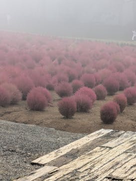 ひるがのピクニックガーデンに投稿された画像（2025/10/12）