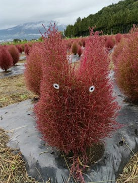 猪苗代ハーブ園に投稿された画像（2025/10/12）