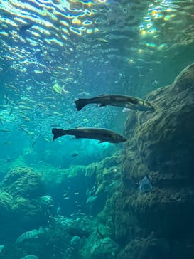 新江ノ島水族館に投稿された画像（2025/10/12）