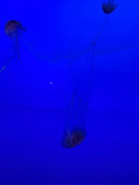 新江ノ島水族館に投稿された画像（2025/10/12）