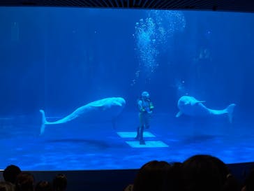 島根県立 しまね海洋館に投稿された画像（2025/10/12）