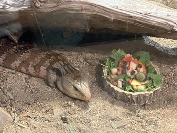 天王寺動物園に投稿された画像（2025/10/12）