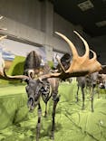 特別展「氷河期展 〜人類が見た4万年前の世界〜」（国立科学博物館）に投稿された画像（2025/10/12）
