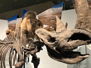 特別展「氷河期展 〜人類が見た4万年前の世界〜」（国立科学博物館）に投稿された画像（2025/10/12）