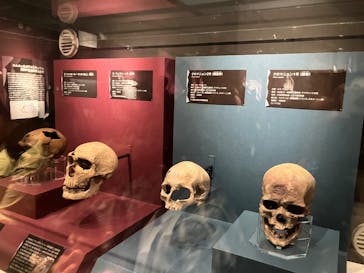 特別展「氷河期展 〜人類が見た4万年前の世界〜」（国立科学博物館）に投稿された画像（2025/10/12）