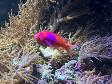 名古屋港水族館に投稿された画像（2025/10/12）