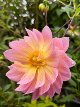 ガーデンミュージアム比叡に投稿された画像（2025/10/12）