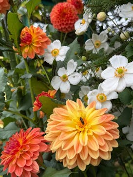 ガーデンミュージアム比叡に投稿された画像（2025/10/12）