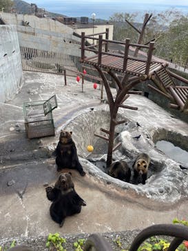 のぼりべつクマ牧場に投稿された画像（2025/10/12）