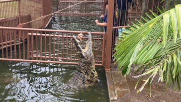 熱川バナナワニ園に投稿された画像（2025/10/12）