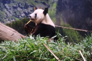 恩賜上野動物園に投稿された画像（2025/10/12）