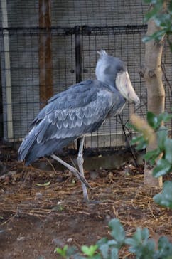 恩賜上野動物園に投稿された画像（2025/10/12）