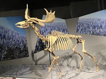 特別展「氷河期展 〜人類が見た4万年前の世界〜」（国立科学博物館）に投稿された画像（2025/10/12）