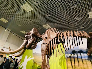 特別展「氷河期展 〜人類が見た4万年前の世界〜」（国立科学博物館）に投稿された画像（2025/10/12）