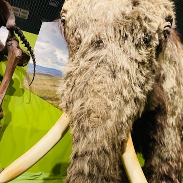 特別展「氷河期展 〜人類が見た4万年前の世界〜」（国立科学博物館）に投稿された画像（2025/10/12）