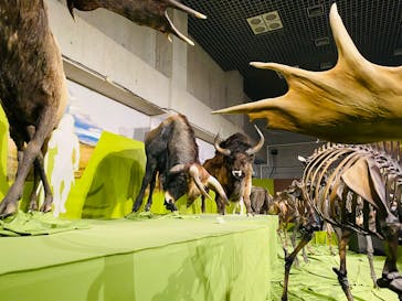 特別展「氷河期展 〜人類が見た4万年前の世界〜」（国立科学博物館）に投稿された画像（2025/10/12）
