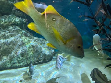 名古屋港水族館に投稿された画像（2025/10/12）