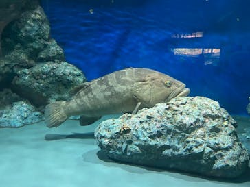 名古屋港水族館に投稿された画像（2025/10/12）