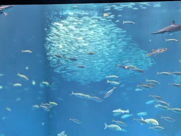 アクアワールド茨城県大洗水族館に投稿された画像（2025/10/12）