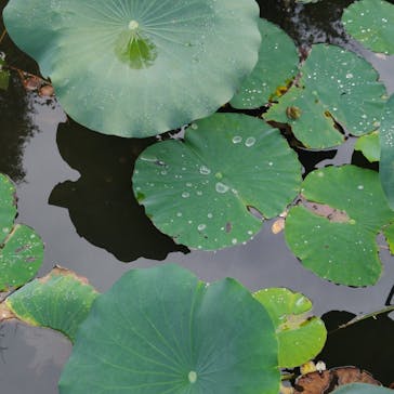 安城産業文化公園デンパークに投稿された画像（2025/10/12）