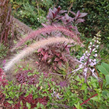 安城産業文化公園デンパークに投稿された画像（2025/10/12）