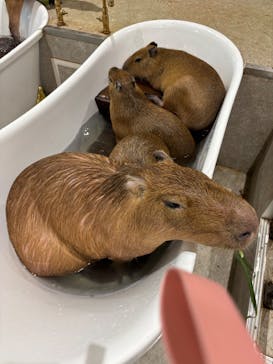 アニタッチ 東京ドームシティに投稿された画像（2025/10/12）