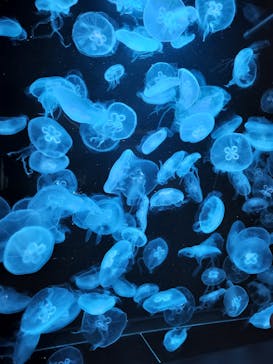 AOAO SAPPOROに投稿された画像（2025/10/12）