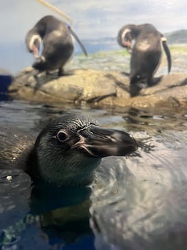 新江ノ島水族館に投稿された画像（2025/10/12）
