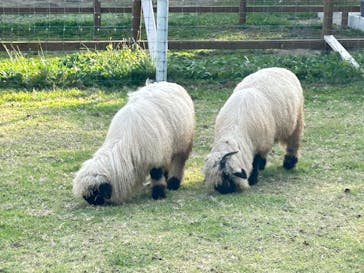 那須どうぶつ王国に投稿された画像（2025/10/12）