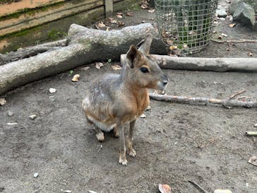 那須どうぶつ王国に投稿された画像（2025/10/12）