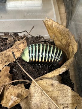 いきもの探検隊上尾に投稿された画像（2025/10/12）