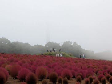 ひるがのピクニックガーデンに投稿された画像（2025/10/12）