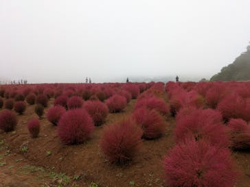 ひるがのピクニックガーデンに投稿された画像（2025/10/12）