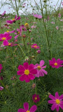 万博記念公園に投稿された画像（2025/10/12）