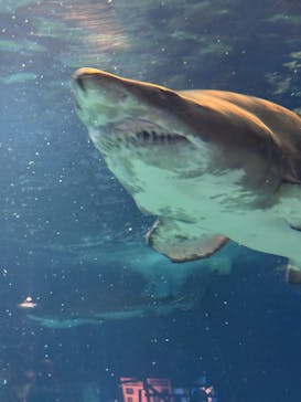 アクアワールド茨城県大洗水族館に投稿された画像（2025/10/12）