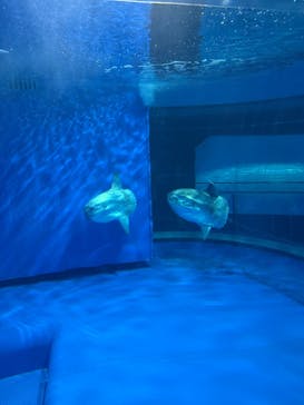 アクアワールド茨城県大洗水族館に投稿された画像（2025/10/12）