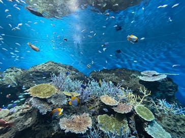 アクアワールド茨城県大洗水族館に投稿された画像（2025/10/12）