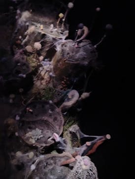 金曜ロードショーとジブリ展（静岡展）に投稿された画像（2025/10/12）